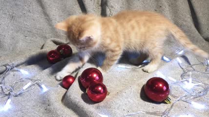 4K视频圣诞和新年的小猫
