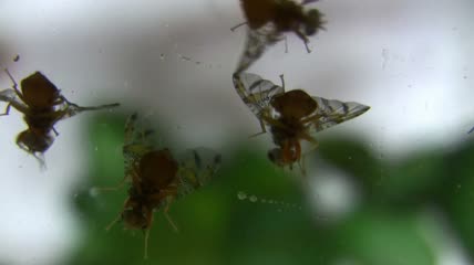 4k特写昆虫