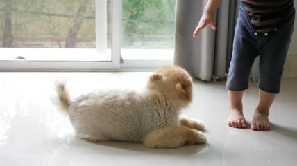 4k小孩与狗特写