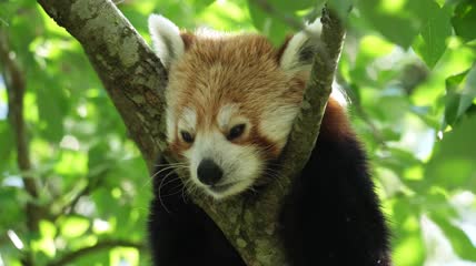 4K小熊猫脸特写