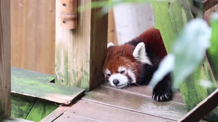 4k小熊猫躺着特写