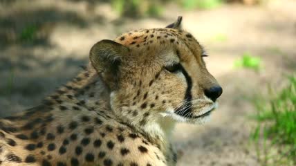 4k野生猎豹特写