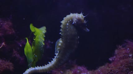 4k一只海马特写
