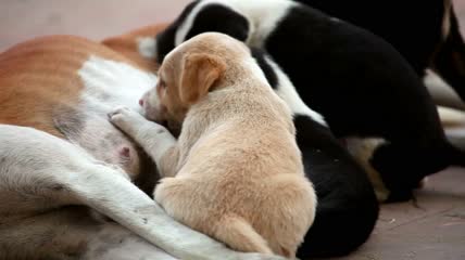 4k幼犬喂养特写