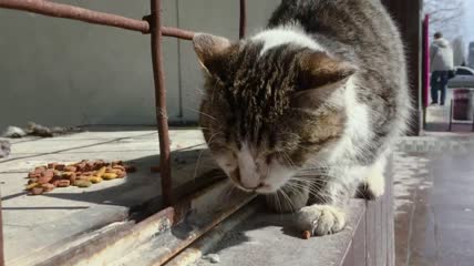 肮脏的流浪猫吃猫粮特写