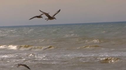 翱翔在海浪之上的海鸥实拍