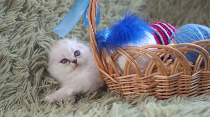 白色可爱的小猫躺在羊毛球的篮子旁特写