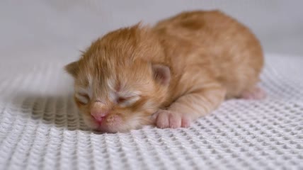 白色毯子上的新生猫特写