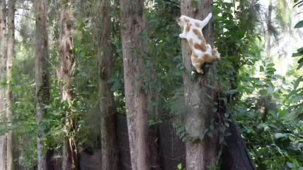 白色与橙色虎斑猫在森林攀爬松树特写
