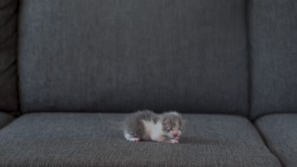 猫妈妈正在移动小猫4K视频