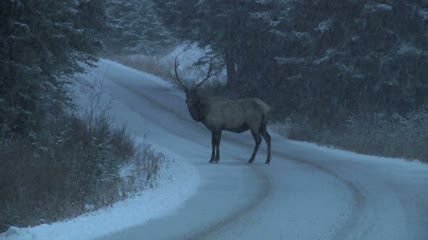 暴风雪中穿过马路的野生麋鹿实拍