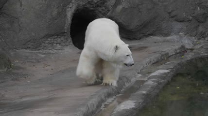 北极熊在一个阳光明媚的日子实拍