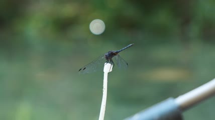 蜻蜓飞落特写
