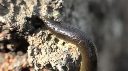 鼻涕虫爬行特写