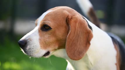比格犬特写