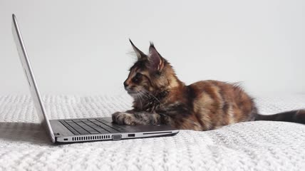 笔记本前的小猫特写
