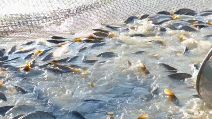 捕捉淡水鱼特写