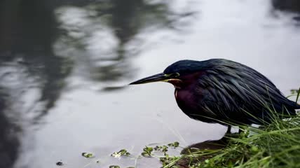 苍鹭坐在湖边特写