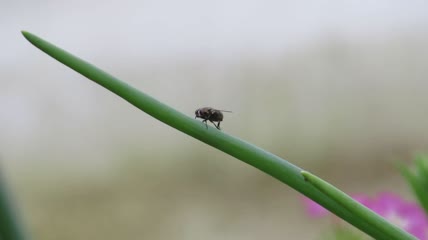 苍蝇在植物上特写