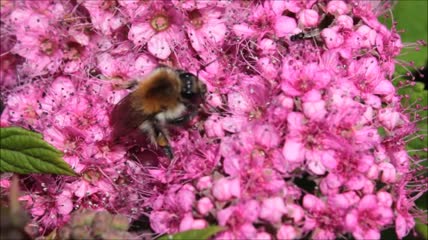 花朵上采蜜的蜜蜂特写