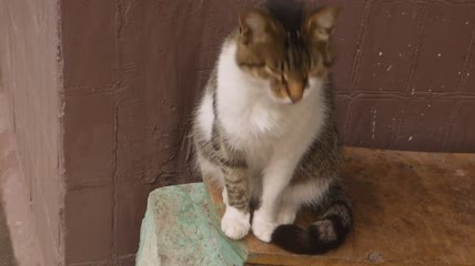 花猫在舔舐自己的毛发特写