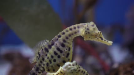 黄色的海马在水族馆里游泳特写