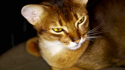 黄色眼睛的猫靠近特写