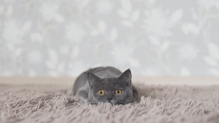 灰色的猫咪趴在毛毯上特写