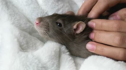 灰鼠接受按摩特写
