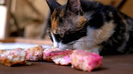 饥饿的猫进食特写