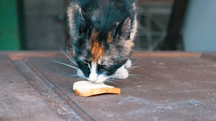 饥饿的猫舔着一块面包