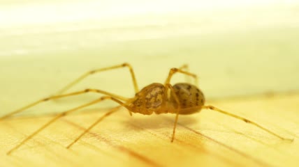 极端的宏观蜘蛛在地板上行走特写
