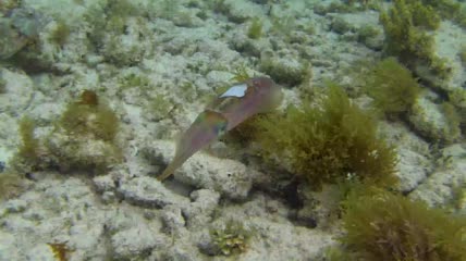 加勒比礁鱿鱼在海洋繁殖行为中游动特写