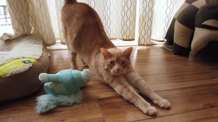 家猫慢动作伸展特写