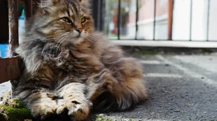 角落里的猫特写