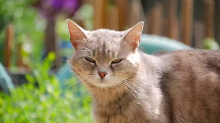 街头无家可归的小猫特写