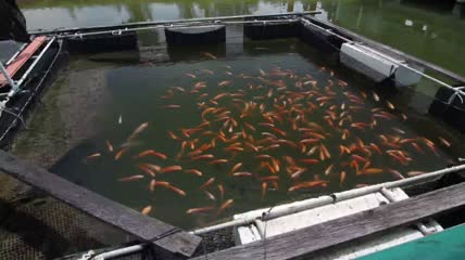 金尼罗红罗非鱼沿海渔业研究与开发中心特写