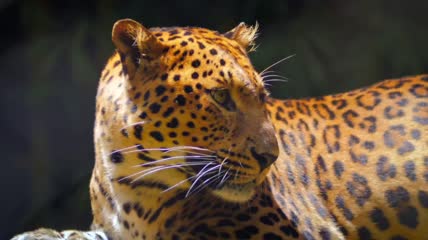 金钱豹打哈欠露出獠牙特写