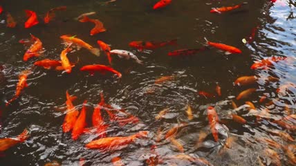 金鱼锦鲤在池塘游动特写