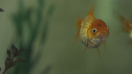 金鱼在水族馆张大嘴巴特写