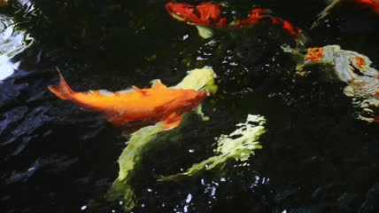 锦鲤鱼在池中游泳特写
