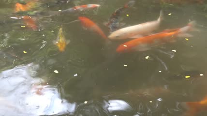 肮脏池塘里的锦鲤特写
