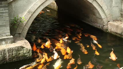 锦鲤在桥下游泳特写