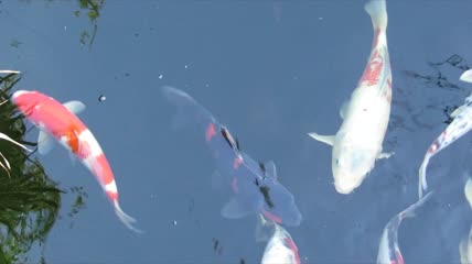 锦鲤在水池中游荡特写