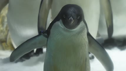 近距离观察水族馆小企鹅