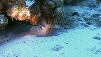 近距离看海下生物