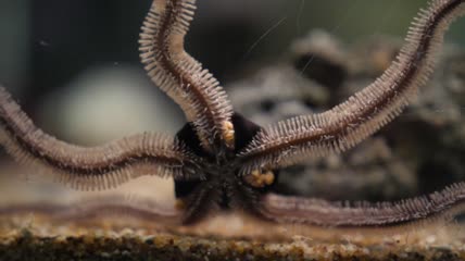 近距离拍摄的海星