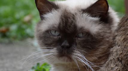 镜头下的短毛猫特写