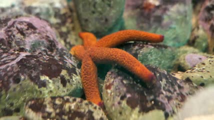 科孚岛的紫星科海星在岩石间爬行特写