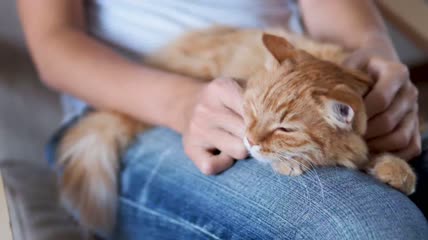 可爱的猫咪在膝盖上打呼噜特写